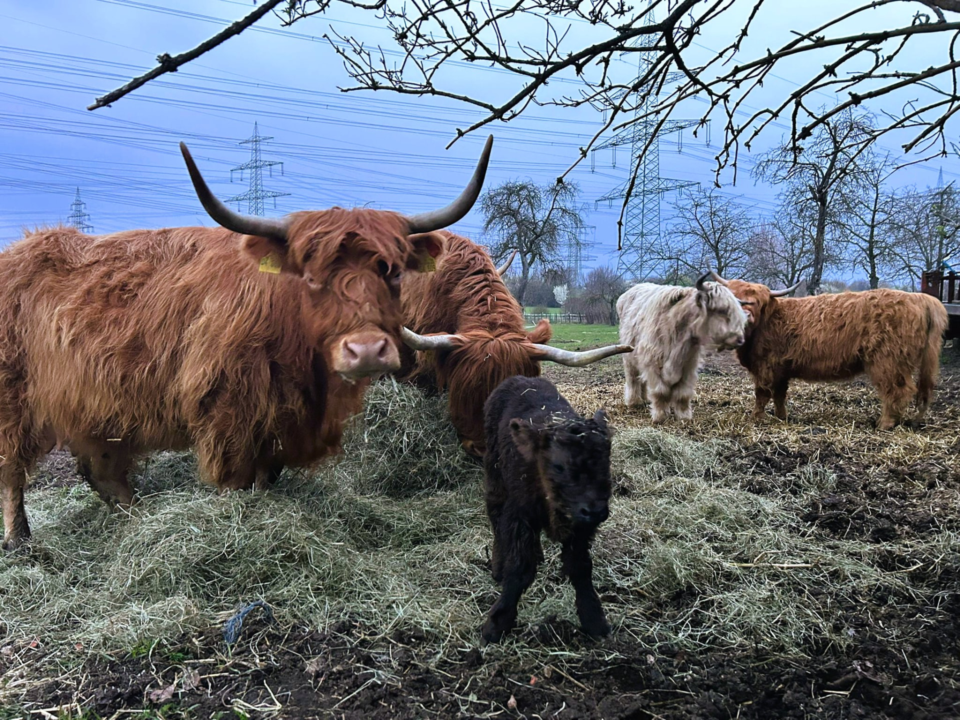 Hochrinder mit einem kleinen Kalb auf einer Weide, im Hintergrund kahle Bäume und Strommasten