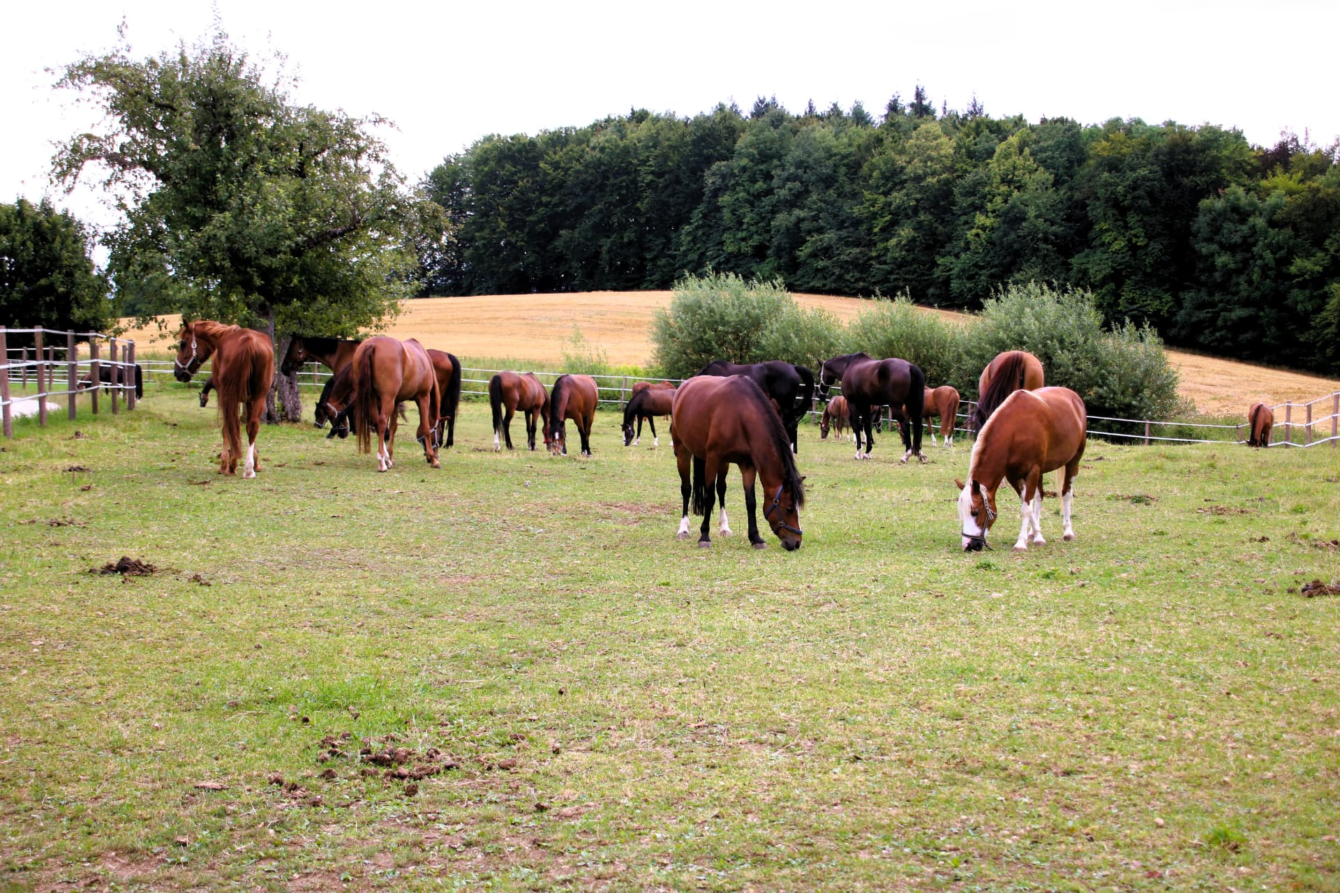 Pferdeherde auf einer weitläufigen Weide mit Einzelbaum, dahinter abgeerntetes Feld und Waldsaum