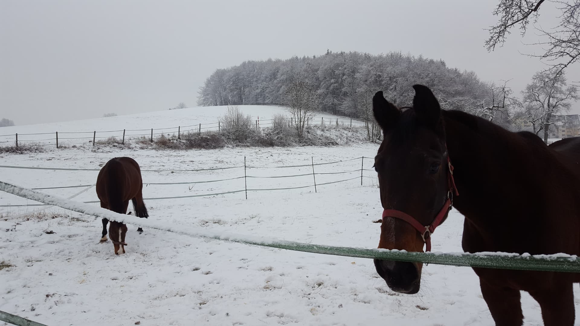 Zwei braune Pferde auf der tief verschneiten Winterkoppel vor verschneitem Wald