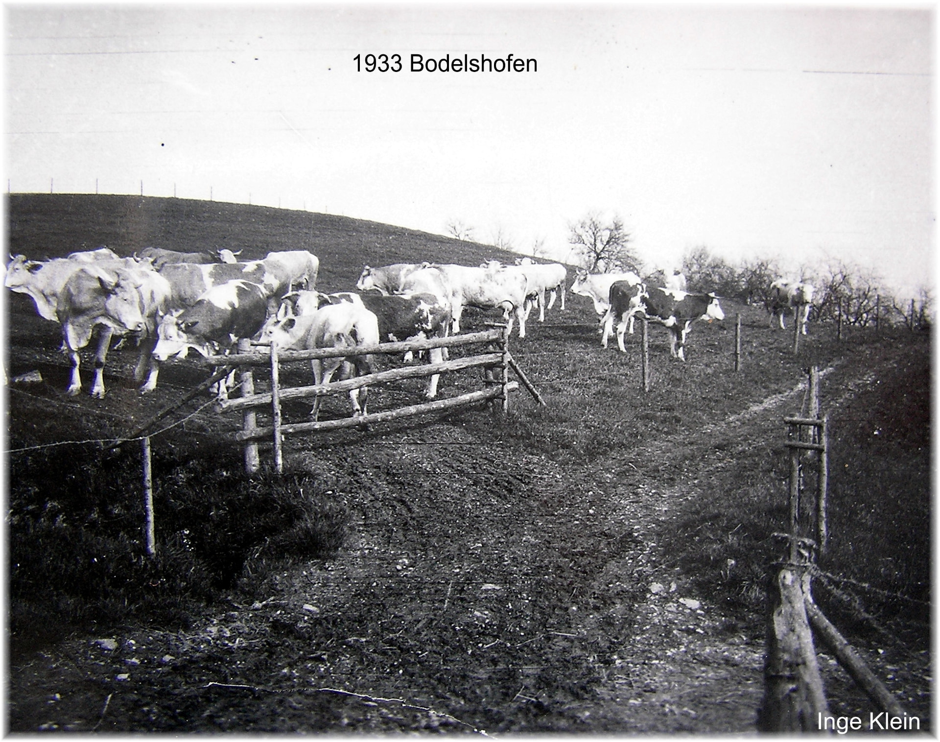 Schwarzweißaufnahme einer Rinderherde an einer Hangweide mit Holzgatter und Stacheldrahtzaun
