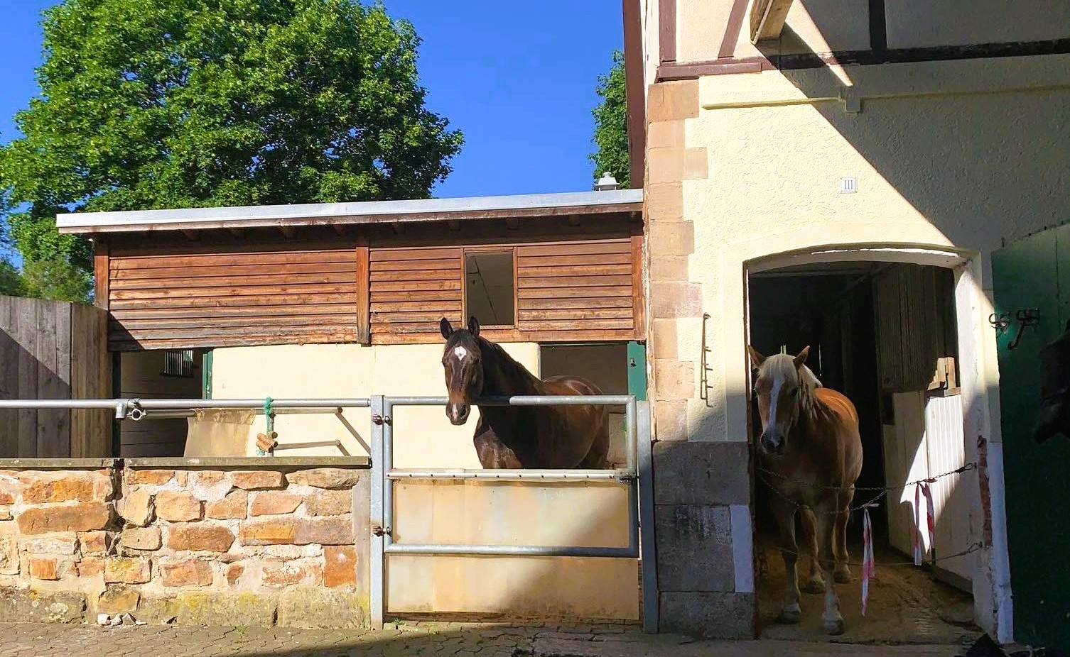 Dunkelbraunes Pferd auf dem Paddock und Fuchs im Eingang der Stallgasse, dahinter grüne Bäume unter blauem Himmel