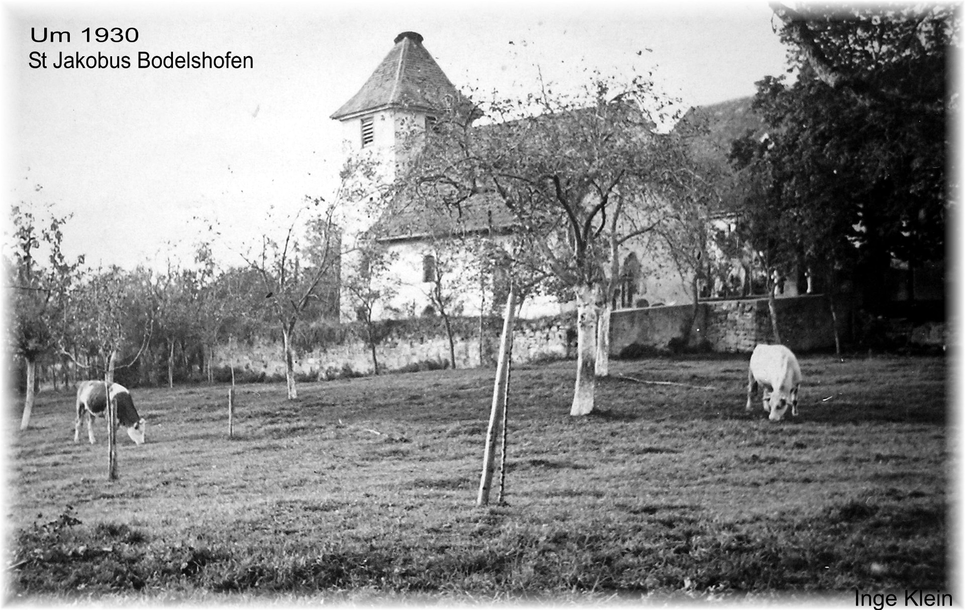 Historische Schwarzweißaufnahme der Kirche St. Jakobus mit Turm hinter einer Natursteinmauer, davor weidende Rinder in einer Streuobstwiese