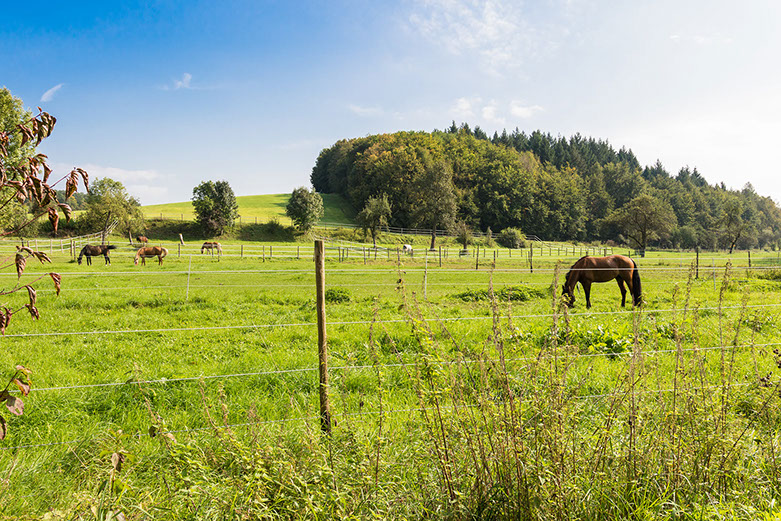 Pferde auf der Weide vor Waldrand