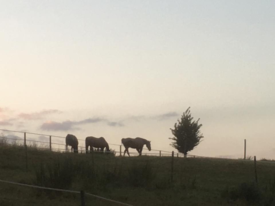 Drei Pferde als Silhouetten auf der hügeligen Hangkoppel in der Abenddämmerung